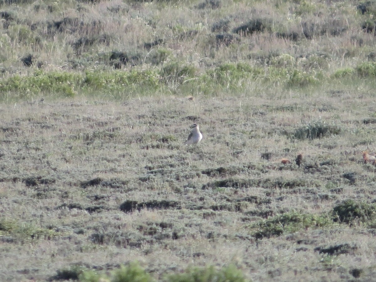 Mountain Plover - ML642375020
