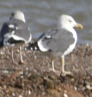Larus sp. - ML642375022
