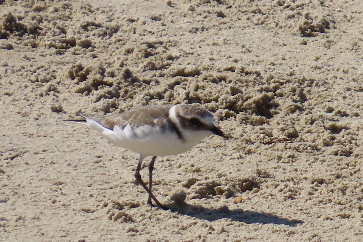 Kentish Plover - ML642375024