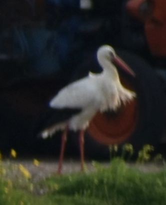 White Stork - ML642375027