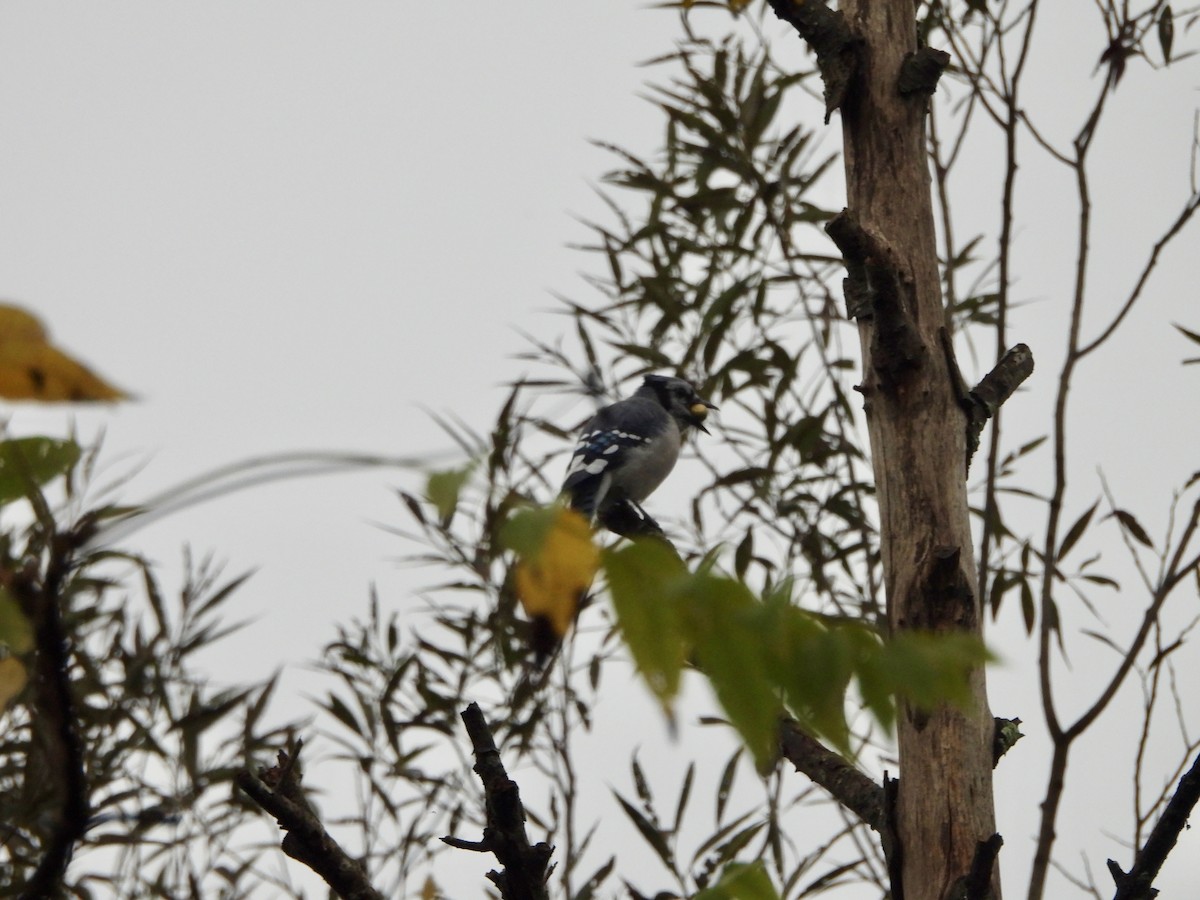 Blue Jay - ML642375032
