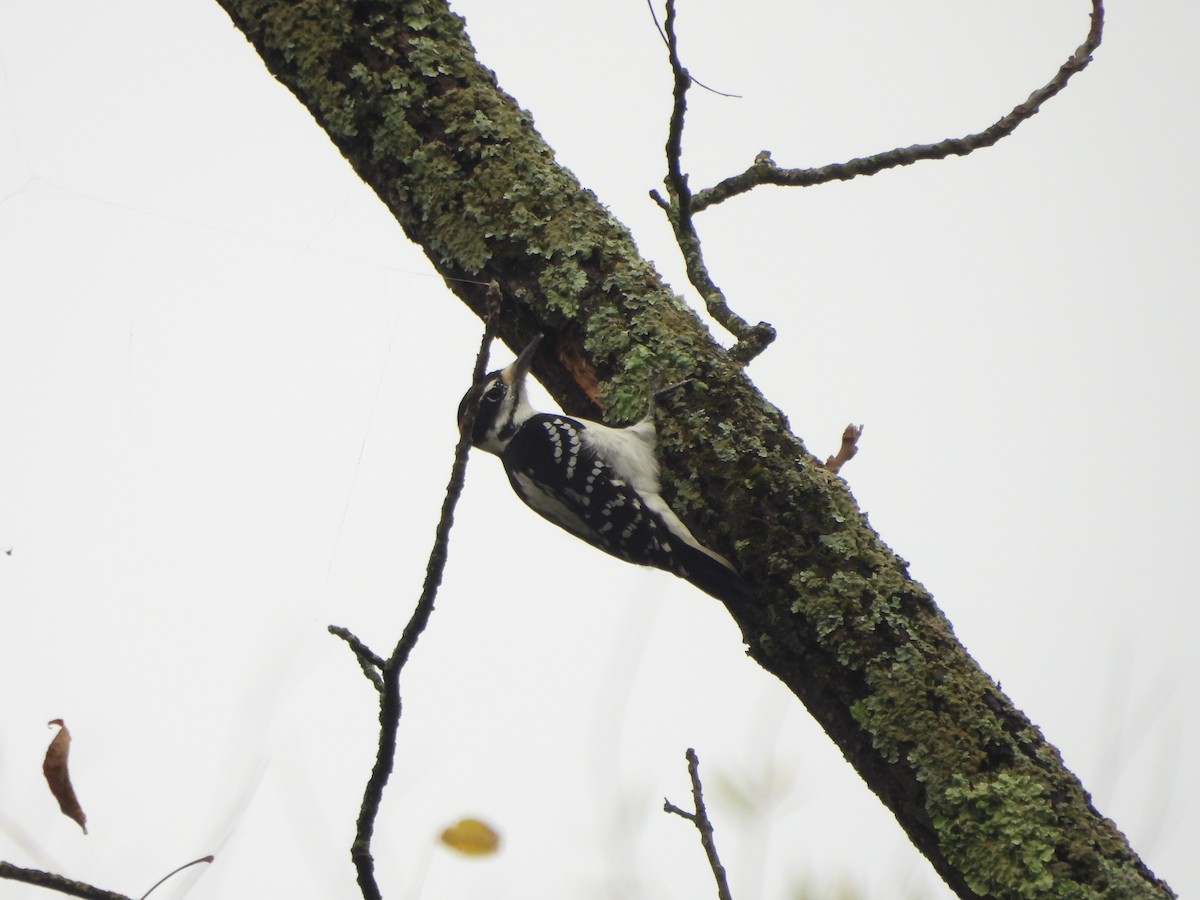 Hairy Woodpecker - ML642375034