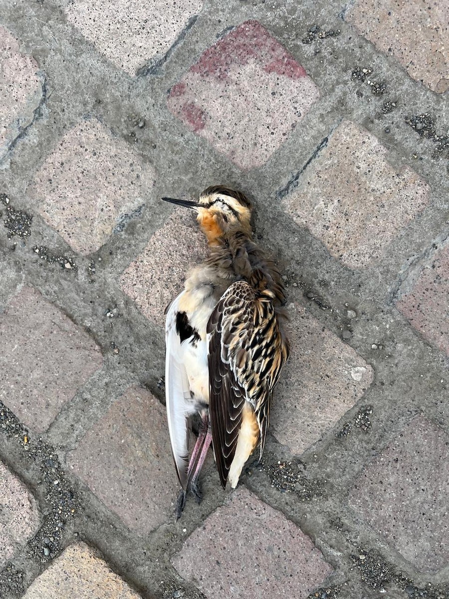 Tawny-throated Dotterel - ML642375035