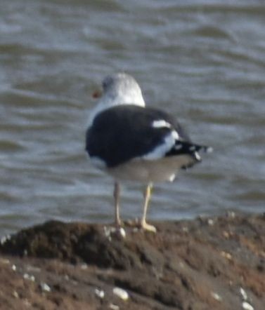 小黑背鷗 - ML642375037