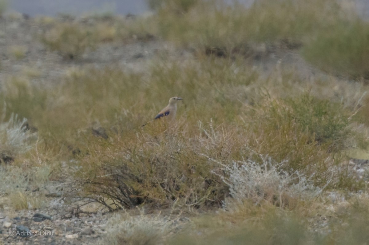 Mongolian Ground-Jay - ML642375040