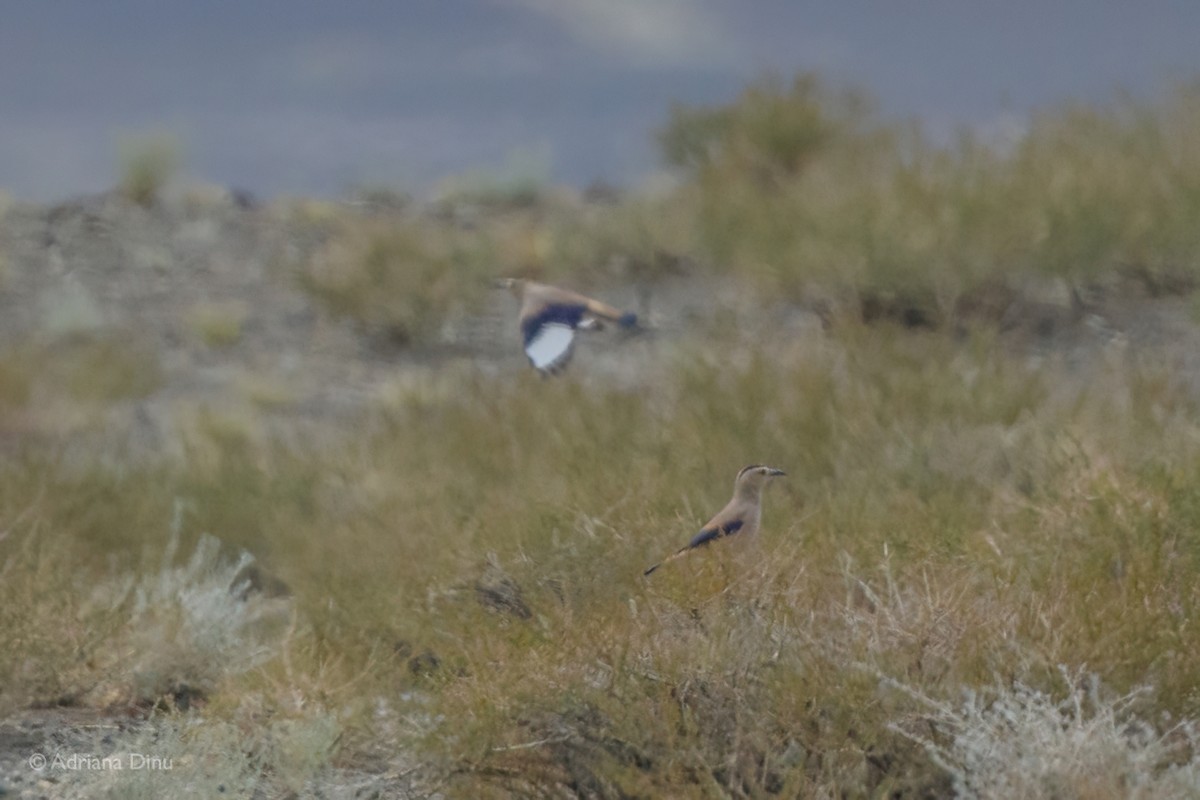 Mongolian Ground-Jay - ML642375041