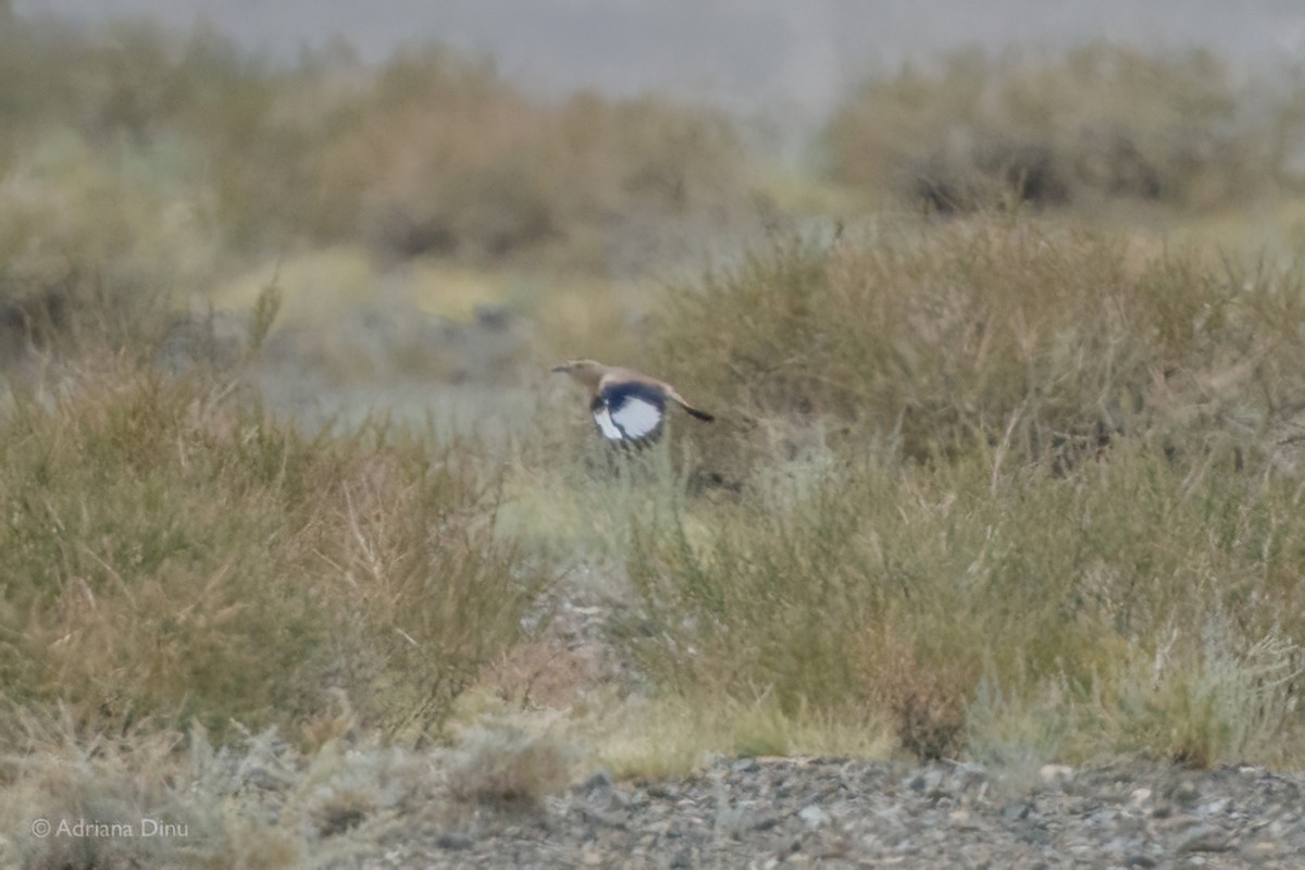Mongolian Ground-Jay - ML642375042