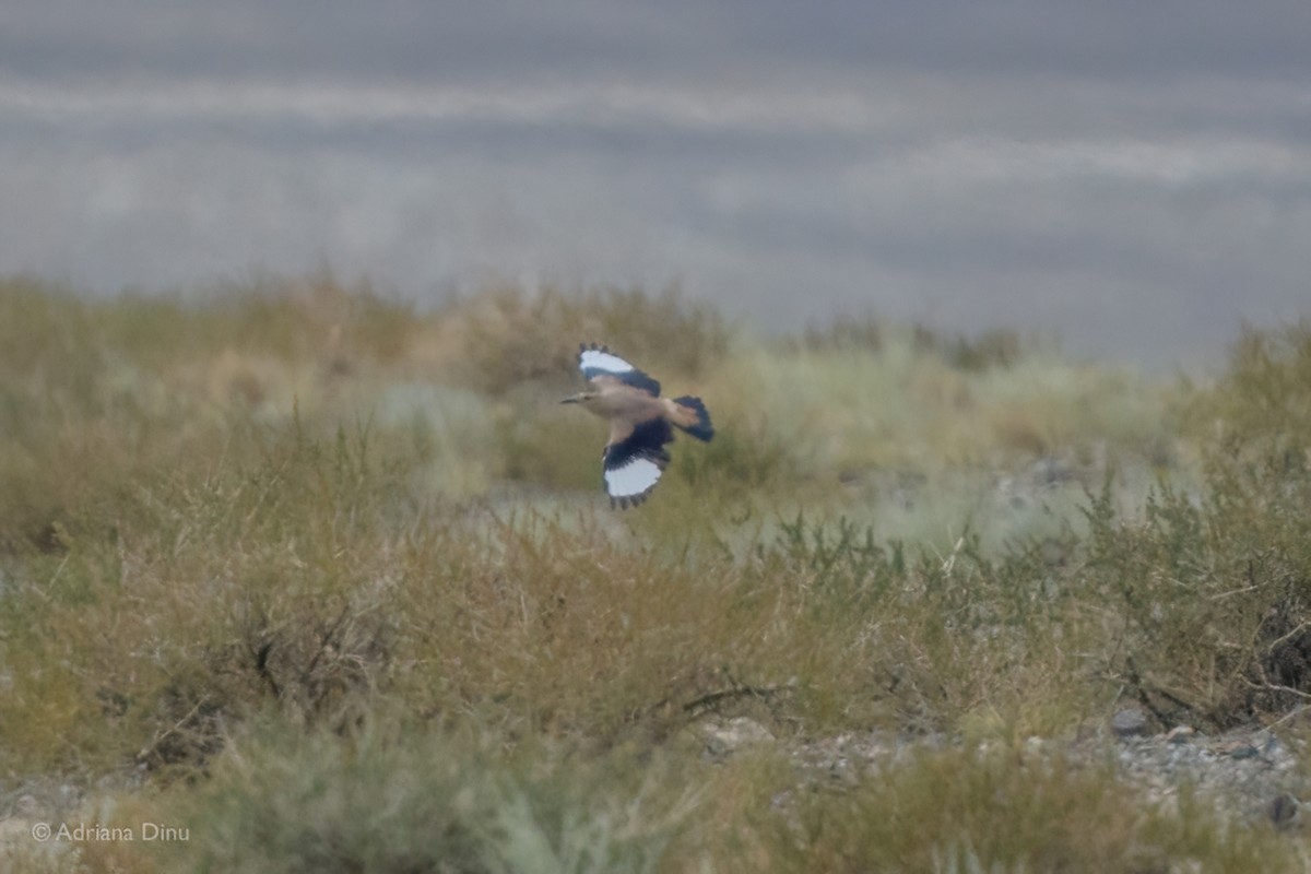 Mongolian Ground-Jay - ML642375043