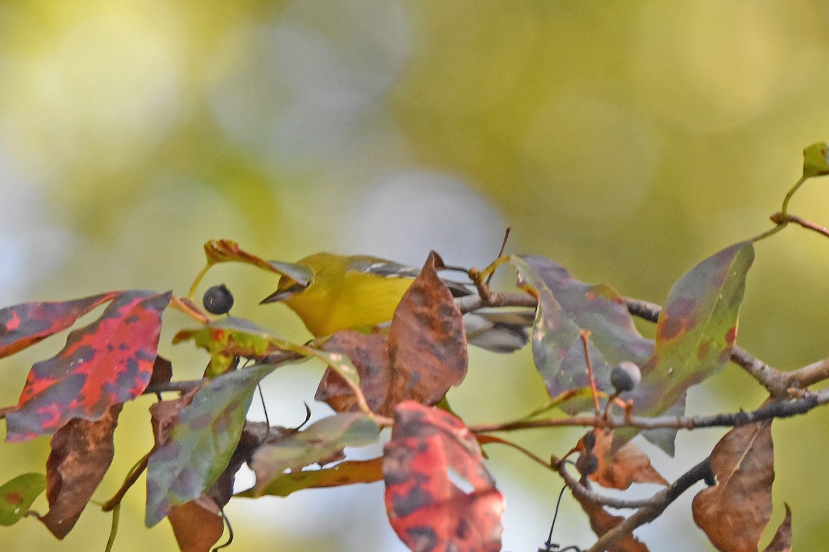Blue-winged Warbler - ML642375070