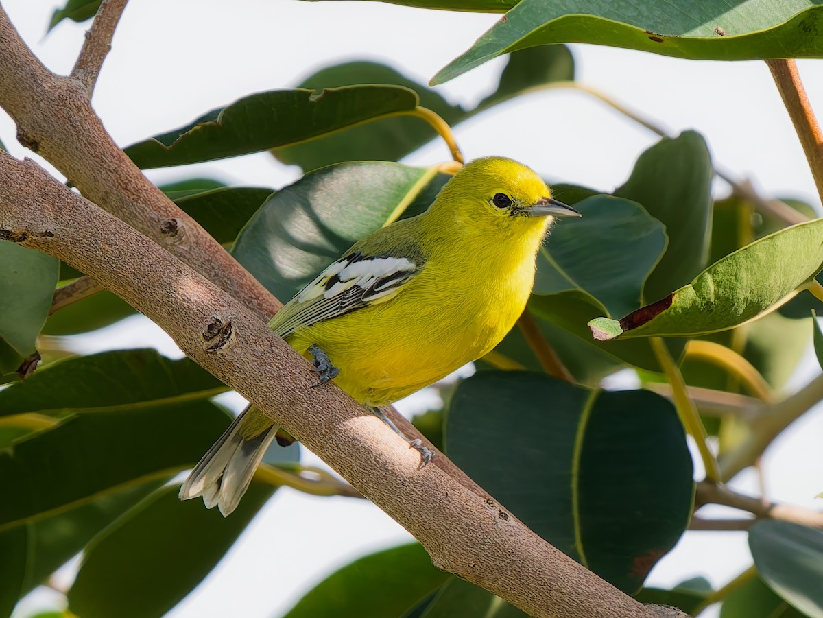 White-tailed Iora - ML642375078