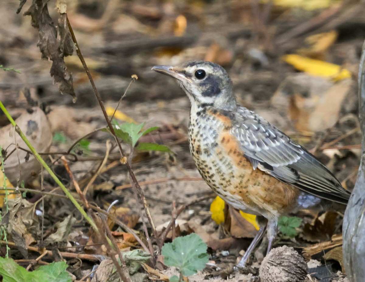 American Robin - ML642375105