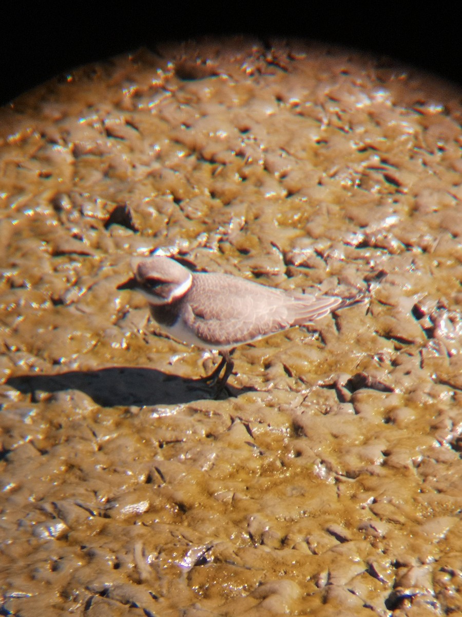 Common Ringed Plover - ML642375109