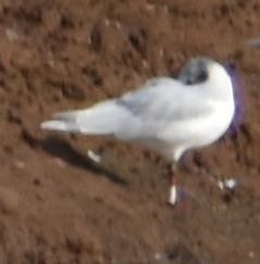 ニシズグロカモメ - ML642375115