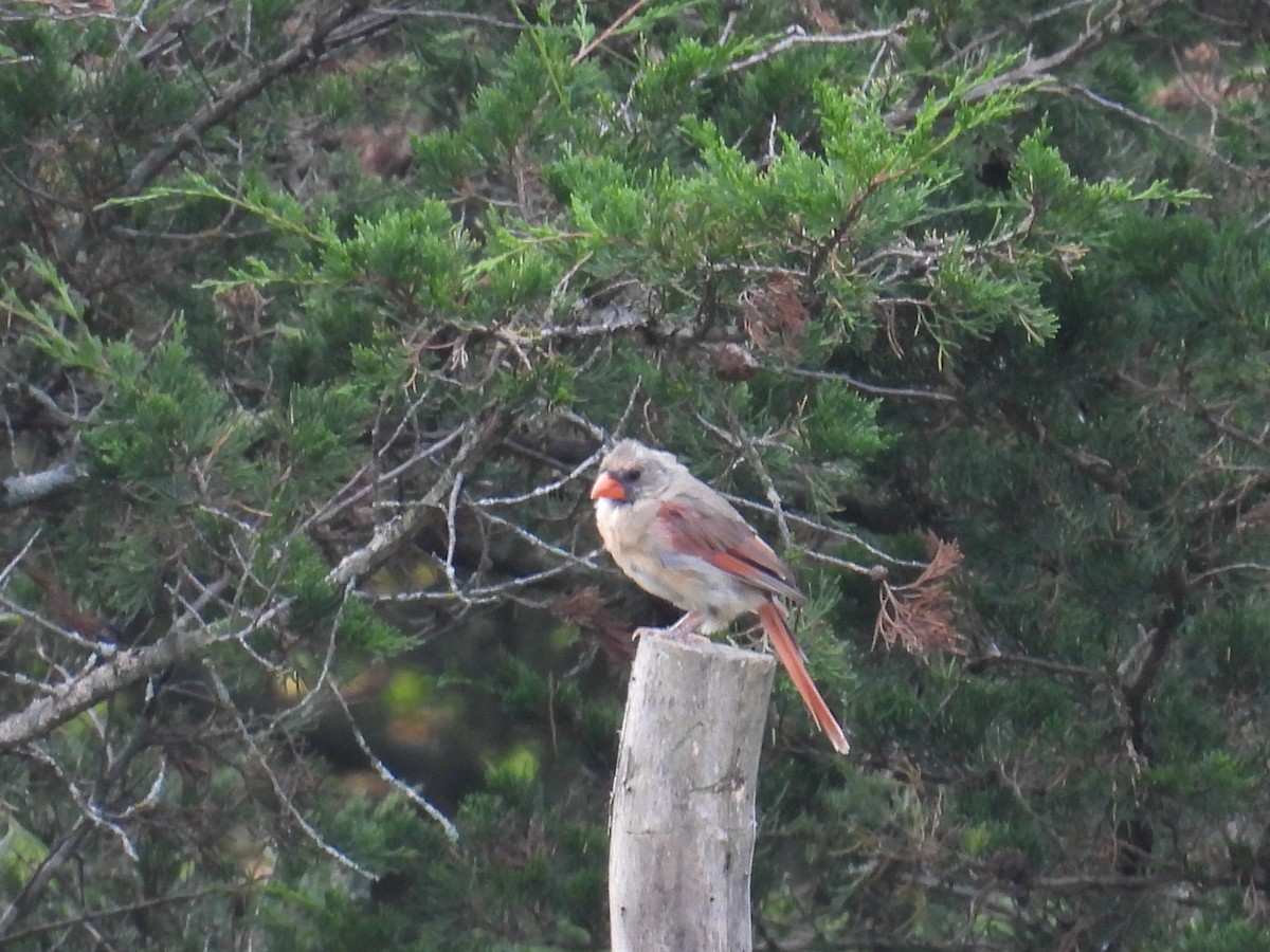 ショウジョウコウカンチョウ - ML642375124