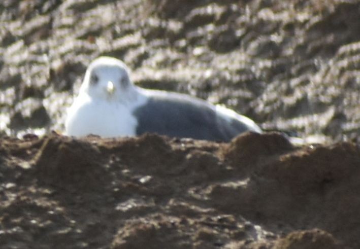 Larus sp. - ML642375165