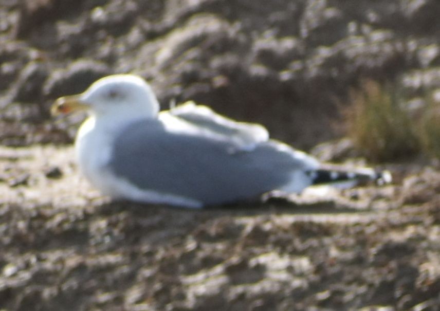 gulbeinmåke - ML642375168