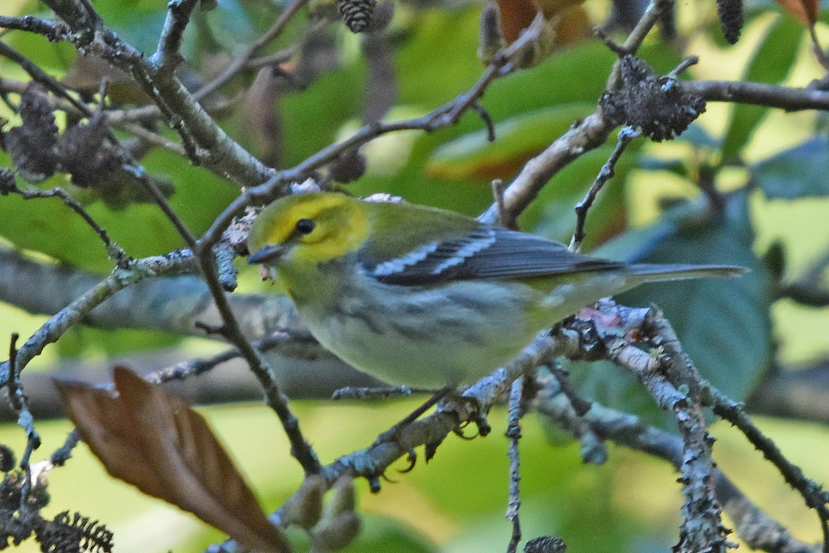 grønnparula - ML642375174