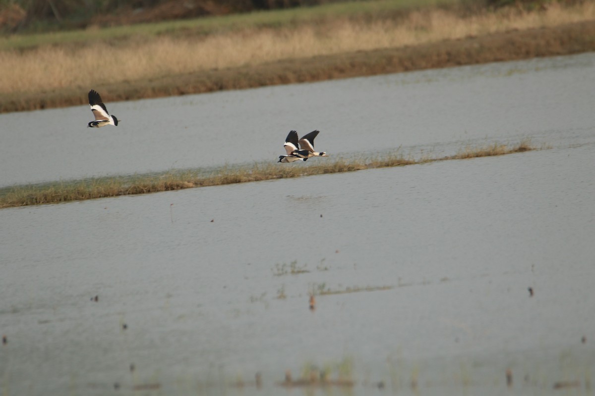 River Lapwing - ML642375193