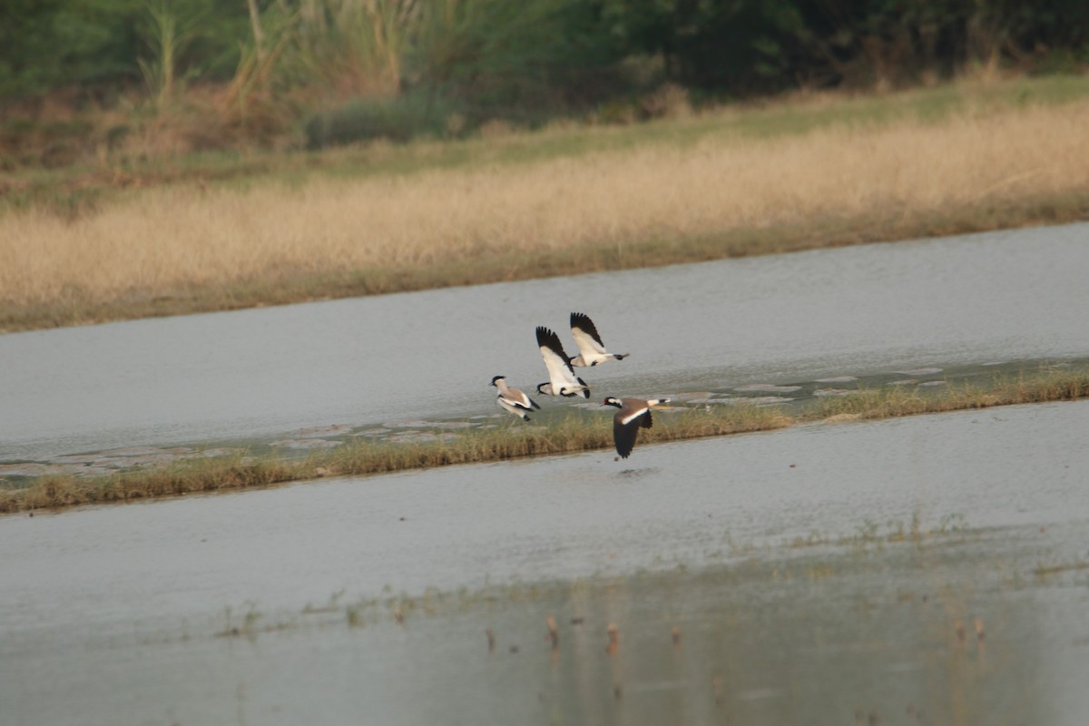 River Lapwing - ML642375194