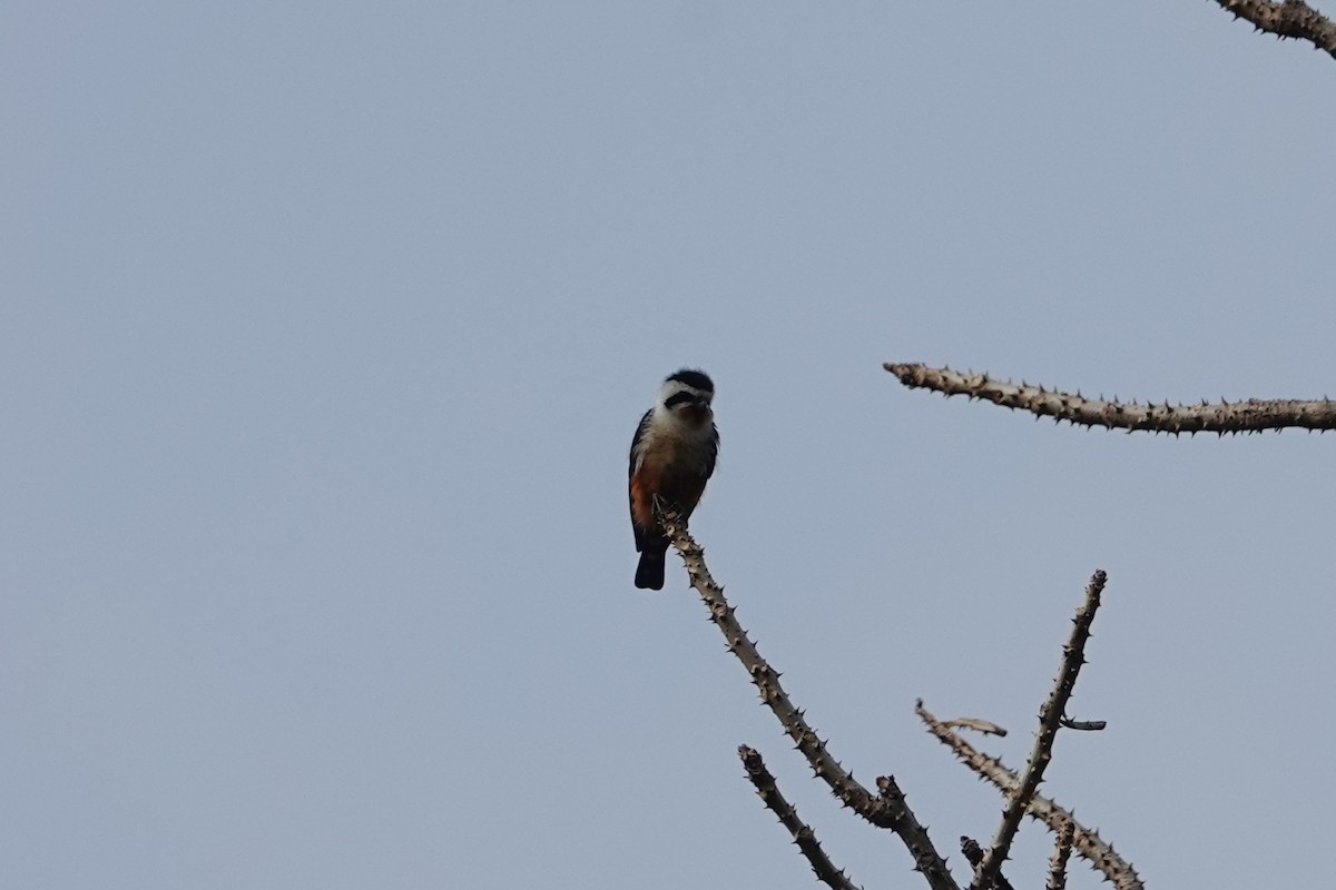 Collared Falconet - ML642375200