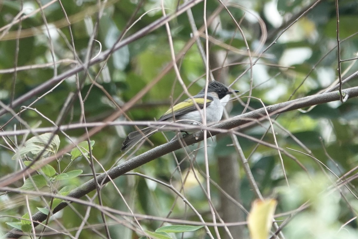 Ashy Bulbul - ML642375202