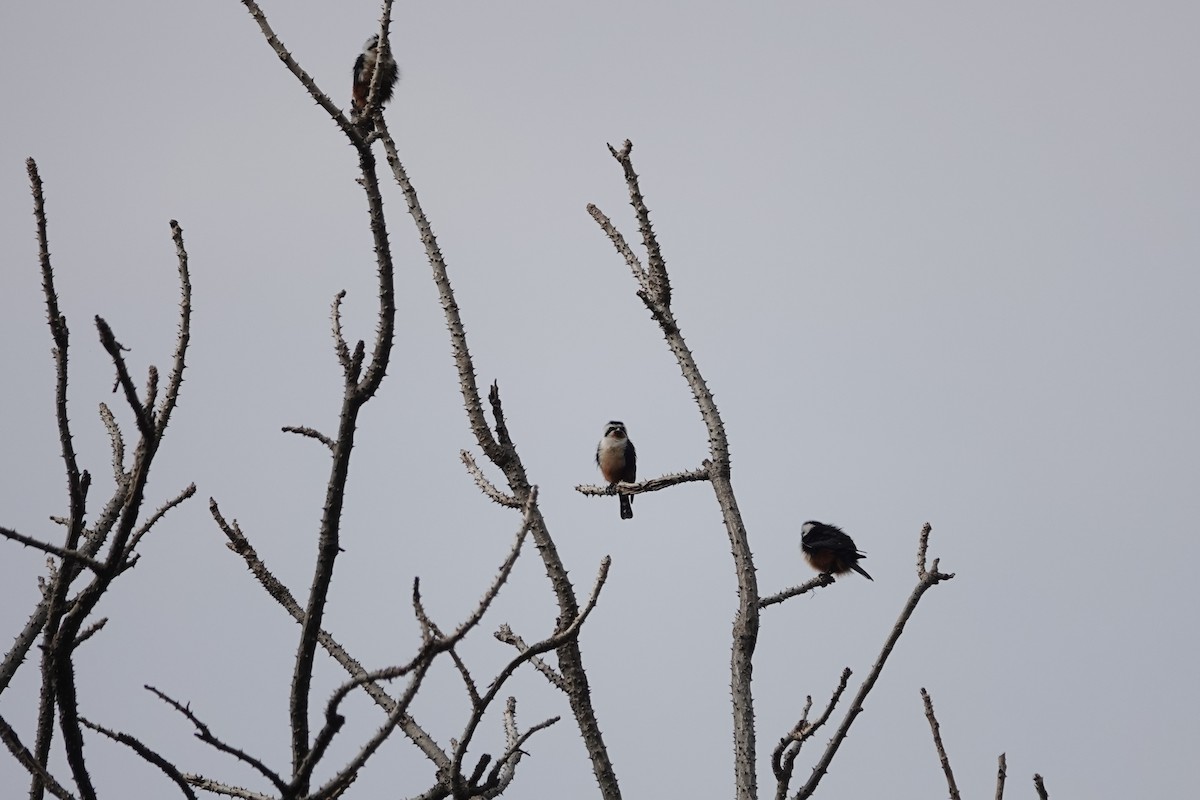 Collared Falconet - ML642375210
