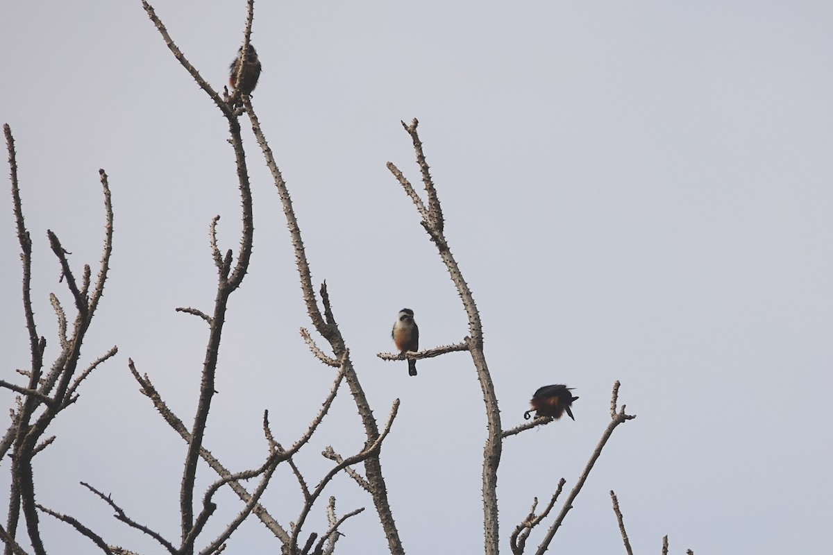 Collared Falconet - ML642375212
