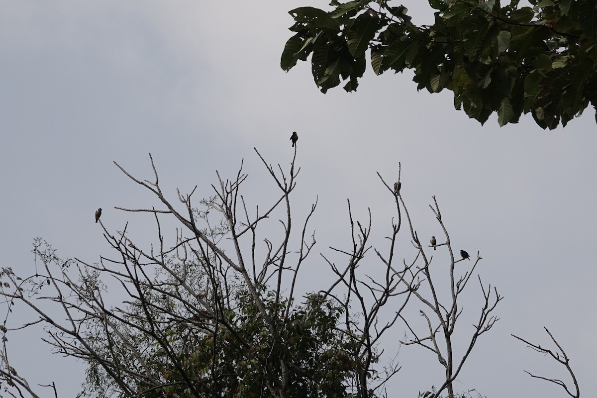 Collared Falconet - ML642375214
