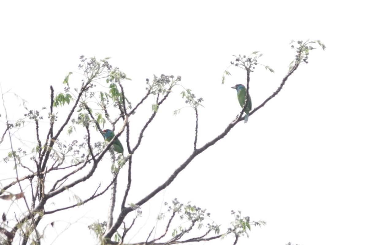 Blue-throated Barbet - ML642375227