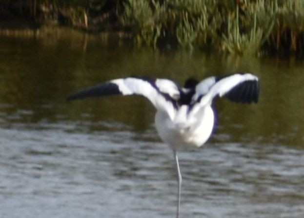 Säbelschnäbler - ML642375259