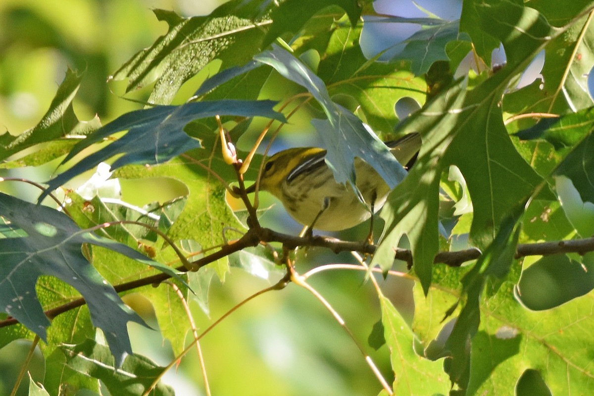 Grünmantel-Waldsänger - ML642375262