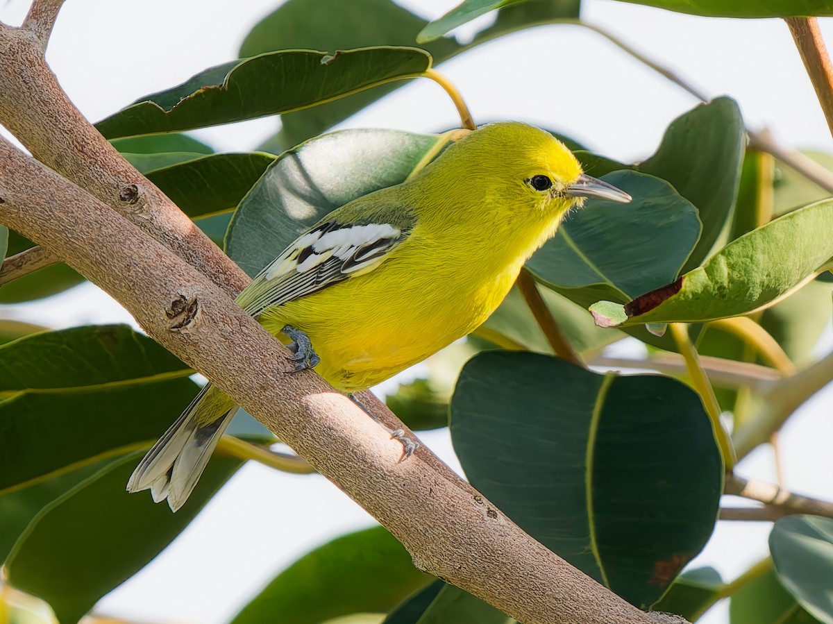White-tailed Iora - ML642375291