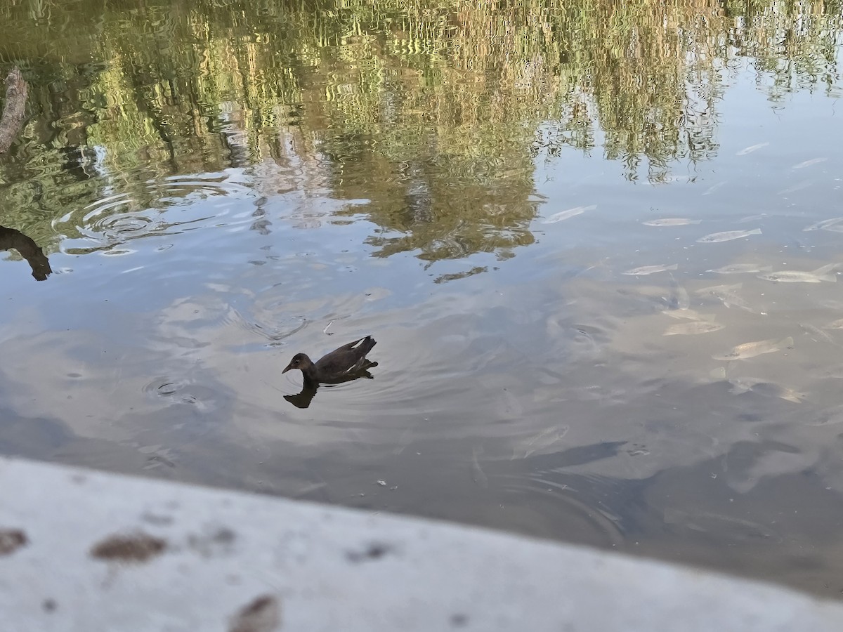 Eurasian Moorhen - ML642375296