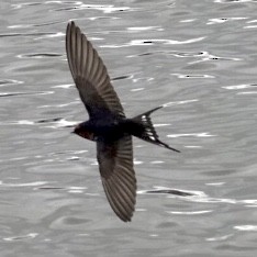 Welcome Swallow - ML642375297