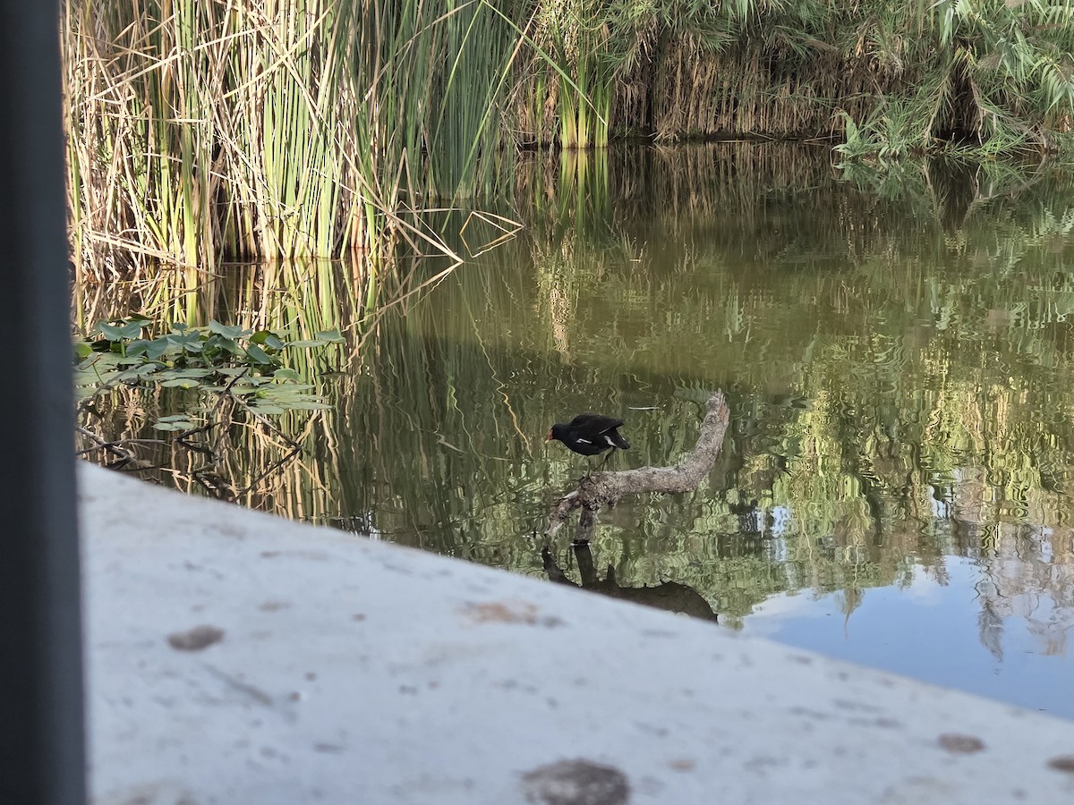 Eurasian Moorhen - ML642375302