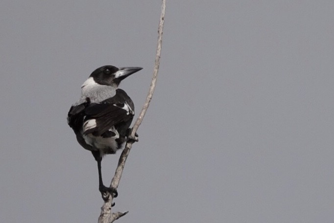 Australian Magpie - ML642375305