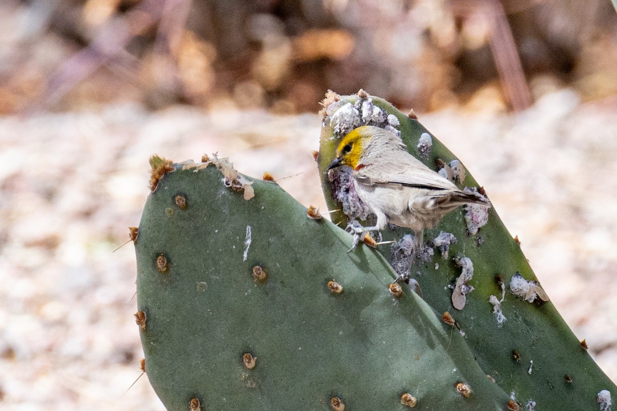 Auripare verdin - ML642375311