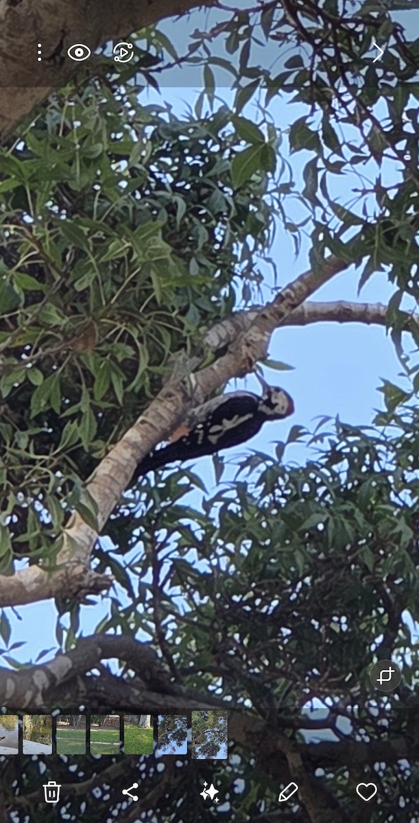 Syrian Woodpecker - ML642375316