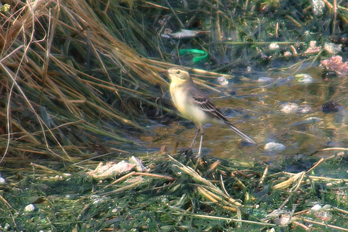 Citrine Wagtail - ML642375355