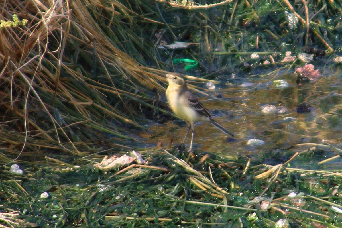 Citrine Wagtail - ML642375356