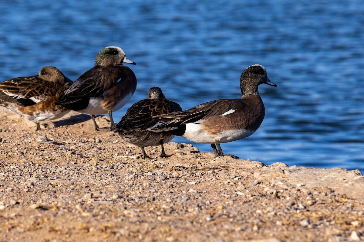 American Wigeon - ML642375360