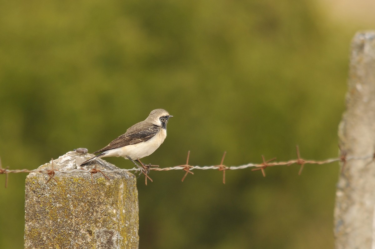 Pied Wheatear - ML642375365