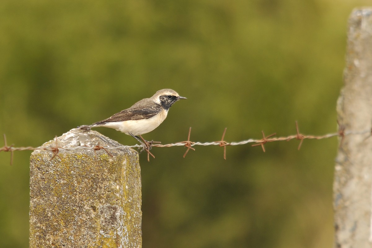 Pied Wheatear - ML642375366