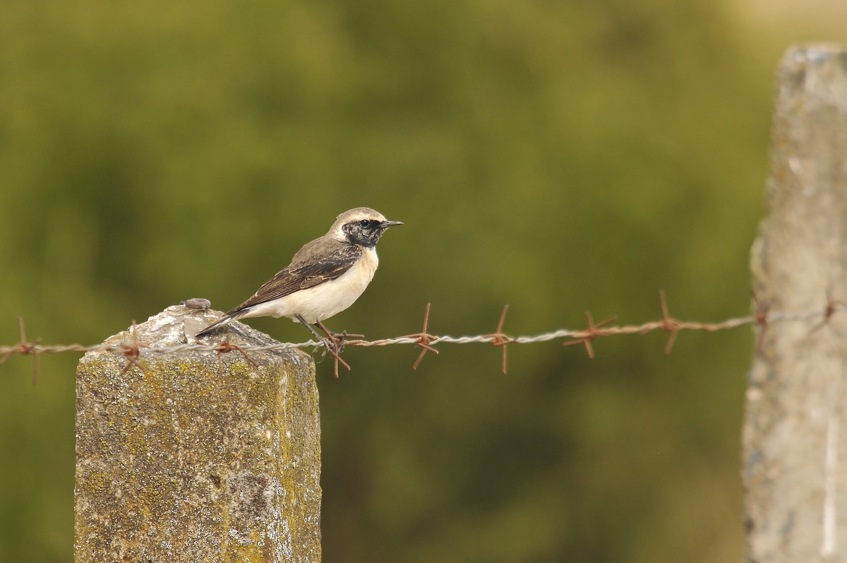 Pied Wheatear - ML642375367