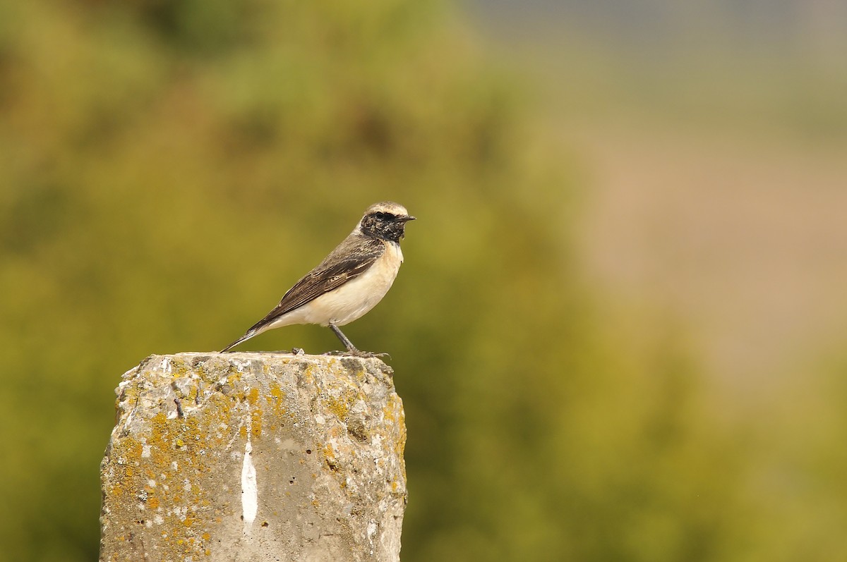 Pied Wheatear - ML642375368