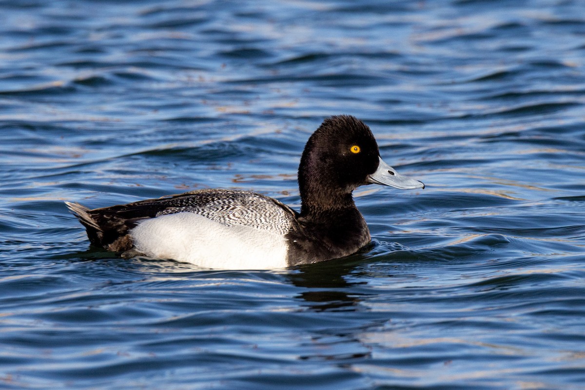 Lesser Scaup - ML642375370