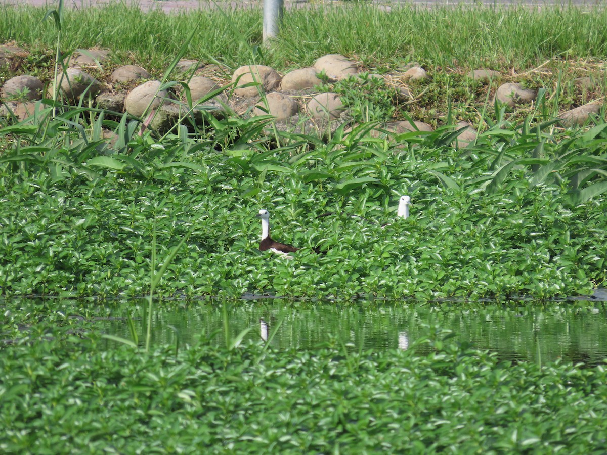 Pheasant-tailed Jacana - ML642375374