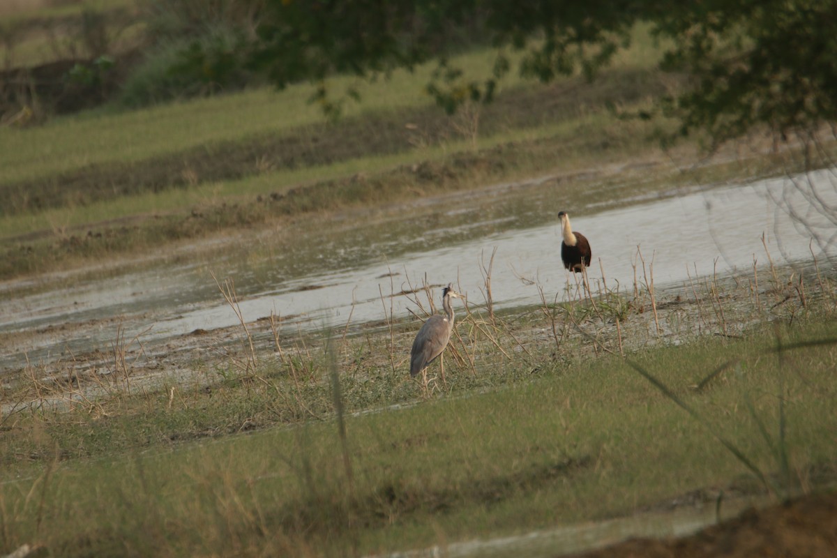 Asian Woolly-necked Stork - ML642375376