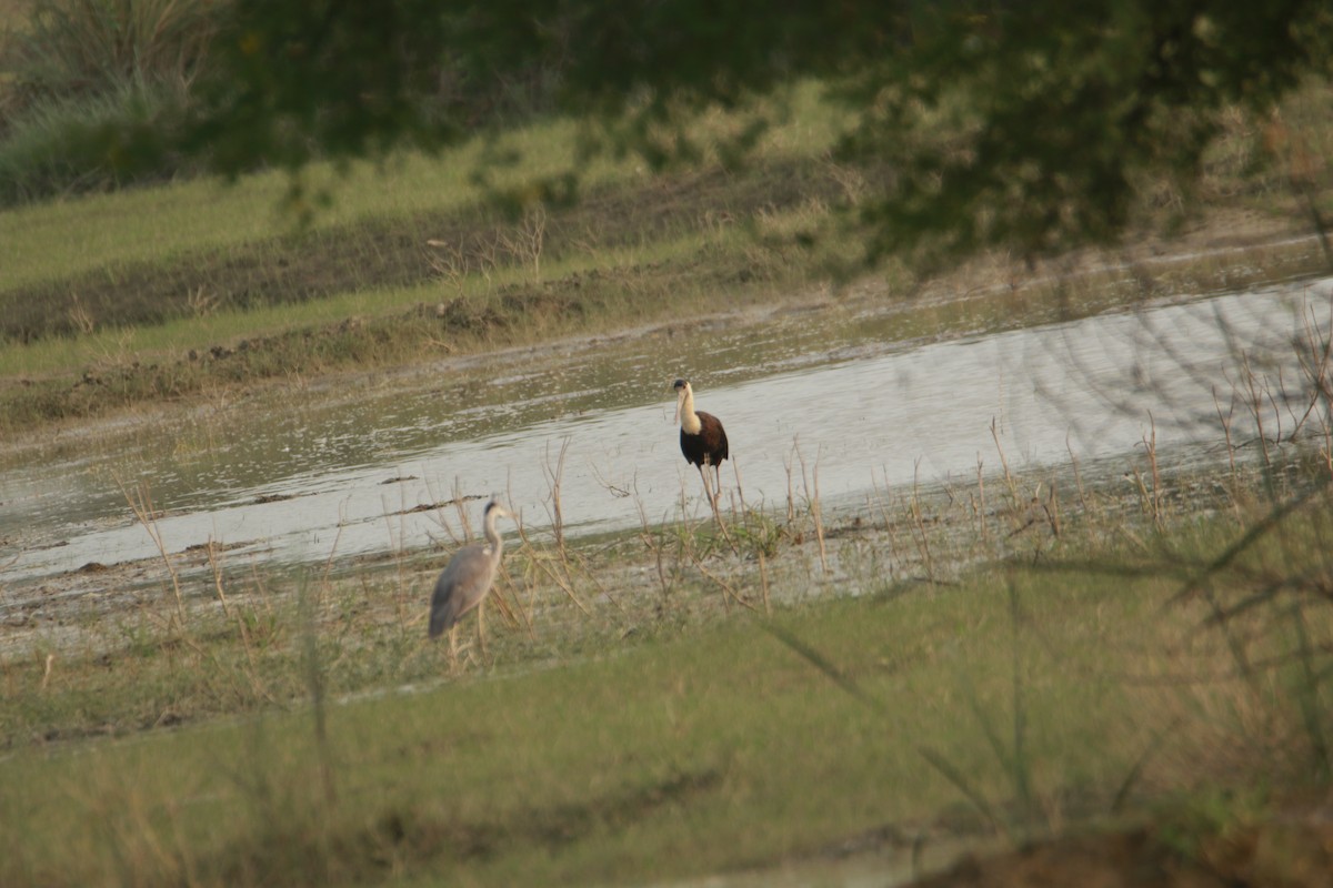 Asian Woolly-necked Stork - ML642375377