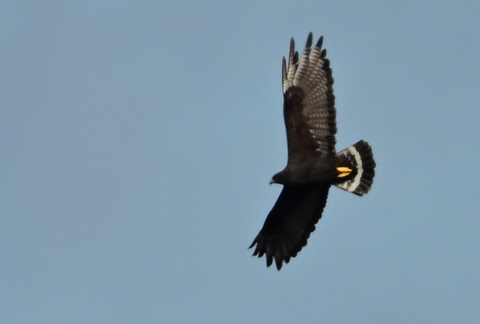 Zone-tailed Hawk - ML642375381